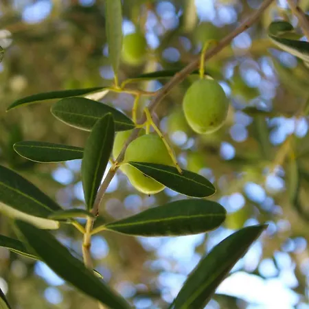 Lagom-vodice Daire