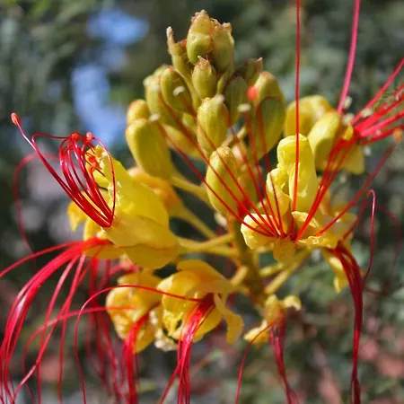 Lagom-vodice Lejlighed